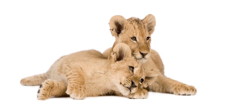 Lion Cub (4 months) in front of a white background