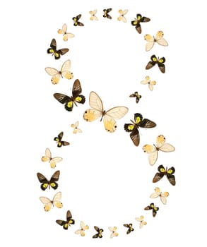 eight number butterfly show isolated