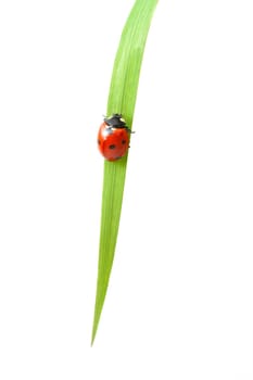 red ladybug on green grass isolated