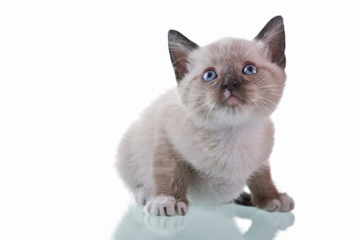 Adorable baby kitten sitting isolated on white background.