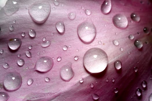 natural waterdrop on green leaf macro