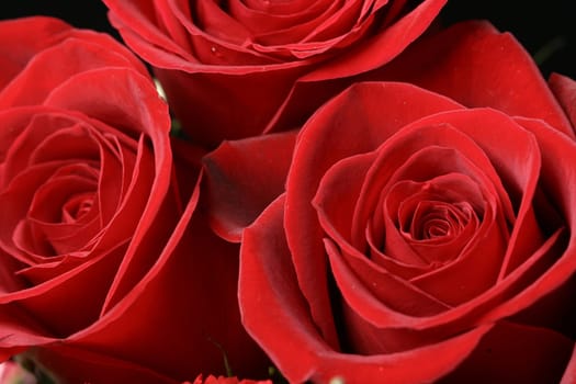 Very beautiful passion red roses