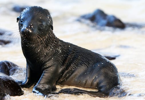 This adorable Baby Sea Lion is playing on the shore of Santa Fe island in the Galapagos islands