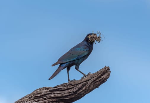 African Cape Starling on a branch, Namibia, Africa