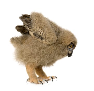Eurasian Eagle Owl - Bubo bubo (6 weeks) in front of a white background