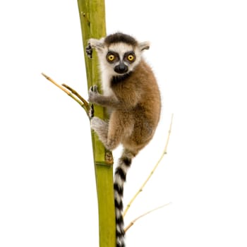Ring-tailed Lemur (6 weeks) - Lemur catta in front of a white background