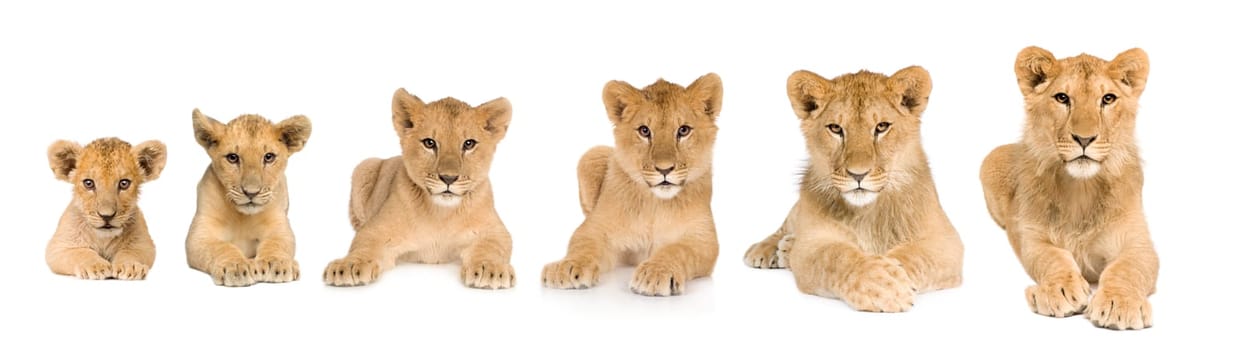 lion cub growing from 3 to 9 months in front of a white background