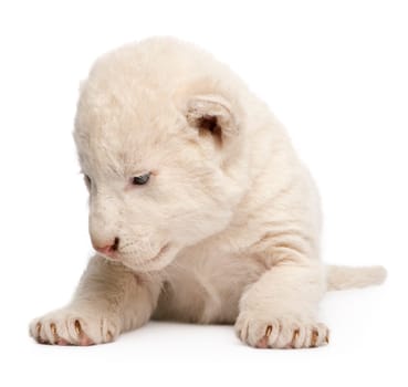 White Lion Cub (1 week) in front of a white background