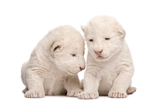 White Lion Cub (1 week) in front of a white background