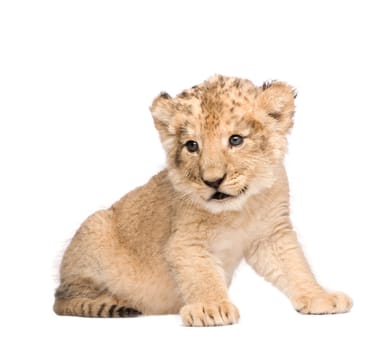 Lion Cub (6 weeks) in front of a white background
