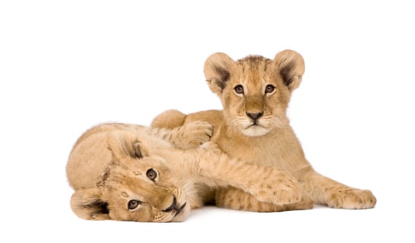 Lion Cub (4 months) in front of a white background