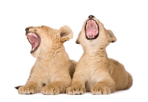 Lion Cub (4 months) in front of a white background