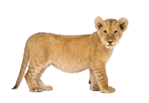 Lion Cub (4 months) in front of a white background