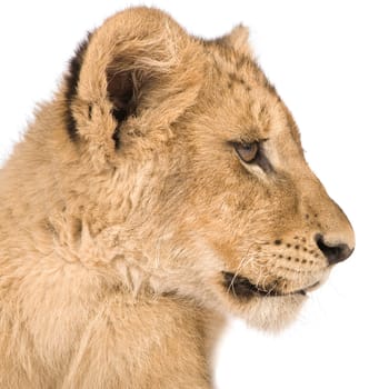 Lion Cub (4 months) in front of a white background