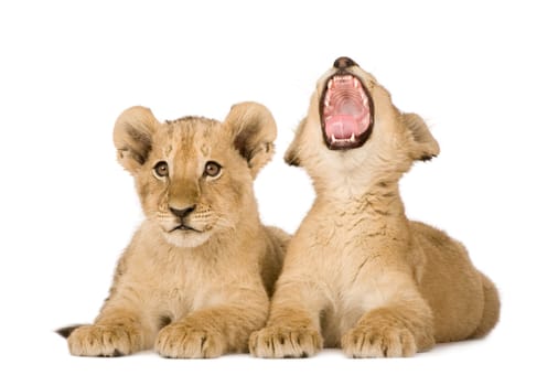 Lion Cub (4 months) in front of a white background