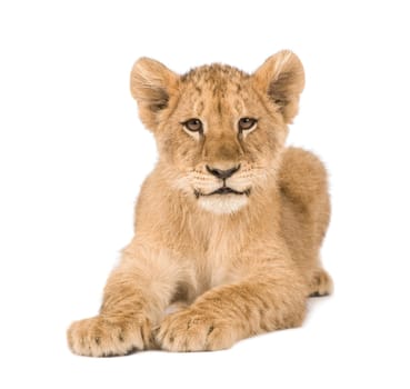 Lion Cub (4 months) in front of a white background