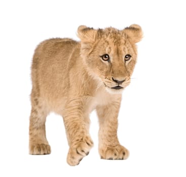 Lion Cub (4 months) in front of a white background