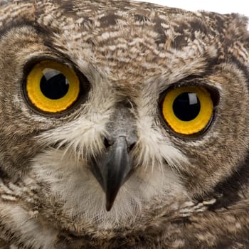 Spotted Eagle-owl - Bubo bubo (8 months) in front of a white background