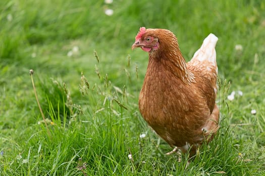 Single chicken on a meadow
