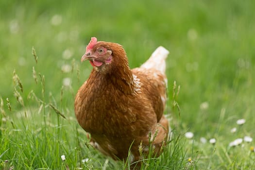 Single chicken on a meadow