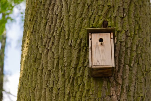 Wooden nesting box on a large lime tree