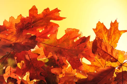 original autumn oak leaves in different shades of brown and red