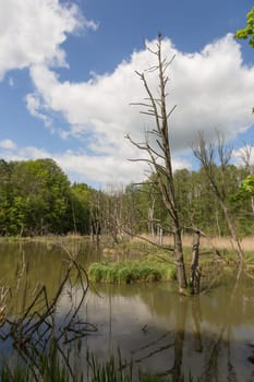 A dead tree stands in the water of a pond