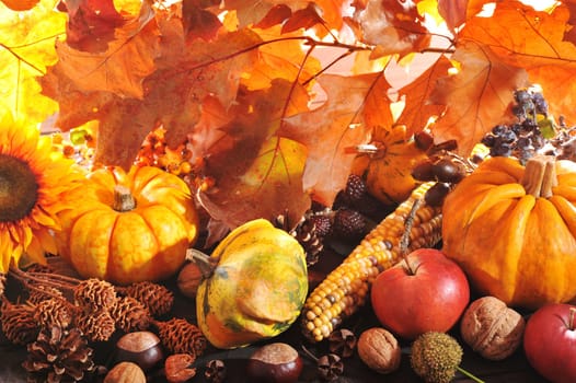 Thanksgiving – various pumpkins with nuts,corn,berries and cereals in front of brightly lit oak leaves