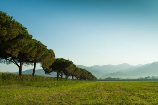 Row the trees in a green field against the backdrop of the Apuan Alps