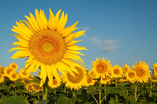 Close-up of an sunflower and sunflowers on background.