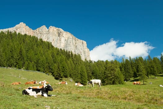 Cows grazing in a green meadow with pine trees an rock wall in the background with white clouds and blue sky