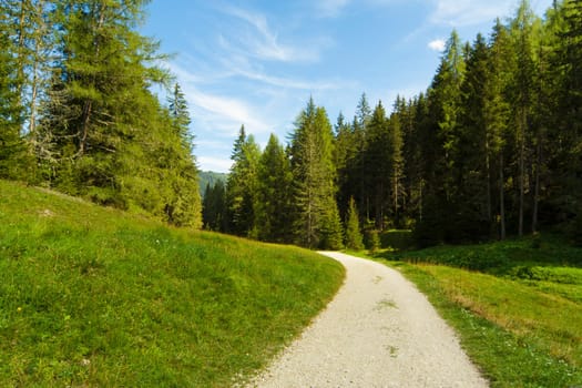 View a path out of the forest in sunny day in the Dolomities