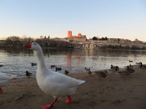 cathedral Zamora romanesque architecture river ducks city tourism visit