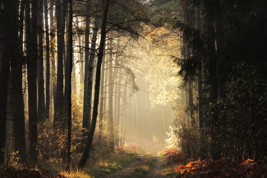 A dirt road through the forest on an autumn morning