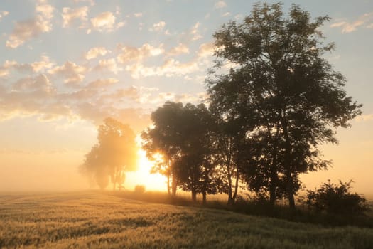 Silhouette of ash trees in a grain field during sunrise