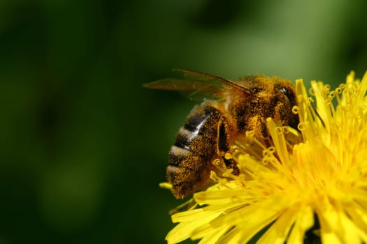 macro bee on yellow dandelion flower