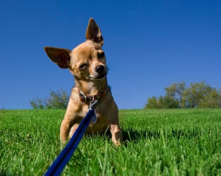 a tiny chihuahua on a grassy hill