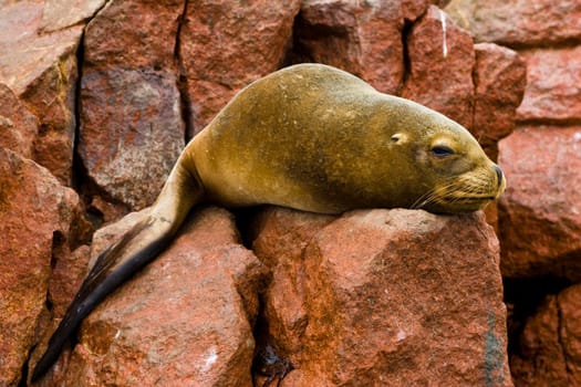 tired seal on red stone