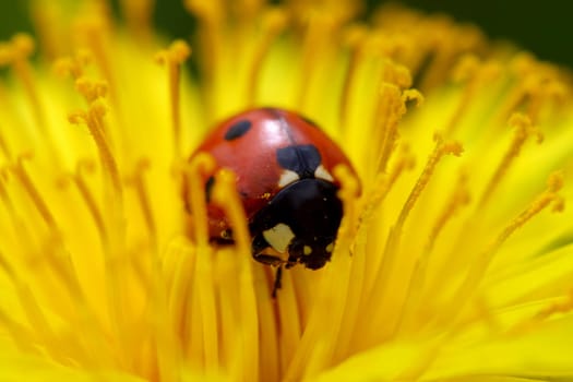 red colorful ladybug on yellow dandelion