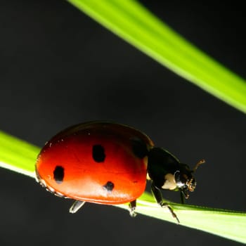 ladybug on grass black background