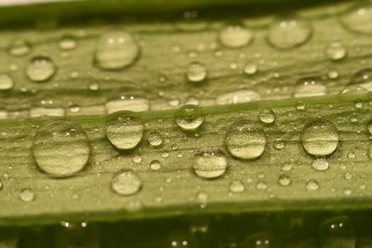 macro waterdrop on blossom green flower