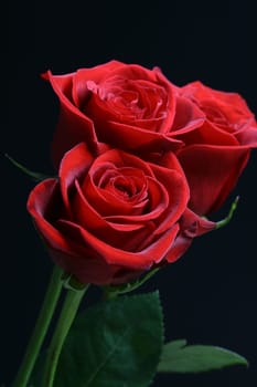 Very beautiful passion red roses
