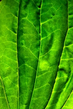 green leaf macro close up