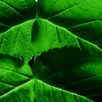 green leaf close up nature background