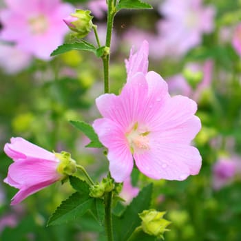 pink spring flowers in green field