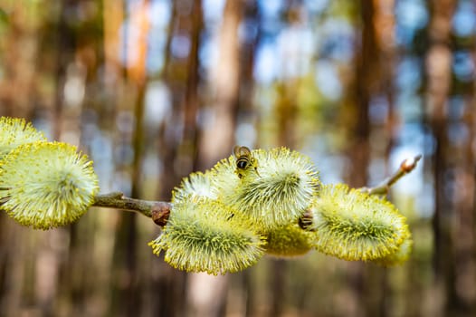 Insect bee on a yellow flower of a blossoming pussy willow. Blooming willow tree. Insect bee. Easter background. Spring blossoming of pussy willow. Agricultural beekeeping. Easter holiday.