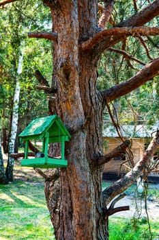 Wooden bird feeder on a tree in the forest. Bird feeder. Pine tree. Green color. Animal crushing. Animal care. Sunny spring day. Preservation of the population. Ecology protection.