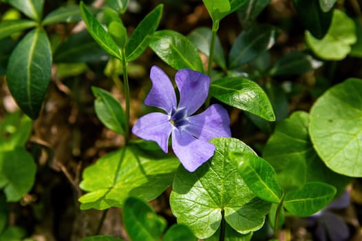 Lilac flowers of blooming forest violets with green leaves. Blooming period. Purple violet. Forest flowers. Spring season. Sunny spring day. Wild plants in nature. Background image.