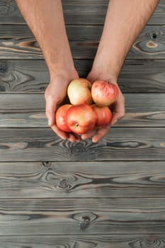 Bunch of red apples on gray wooden table, top view. Human hands hold fragrant ripe fruits. Food or healthy diet concept. Copy space for text. Planking. Seasonal garden harvest. Nitrate free nutrition.