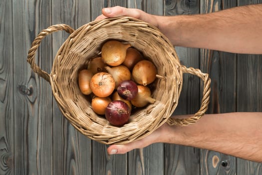 Bunch of red and white unpeeled onions on gray wooden table, top view. Human hands hold vegetable wicker basket. Food or healthy diet concept. Planking. Ripe harvest. Nitrate free nutrition.